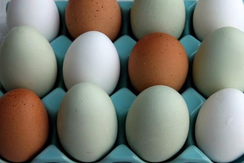 Classification - Fédération des producteurs d'œufs du Québec